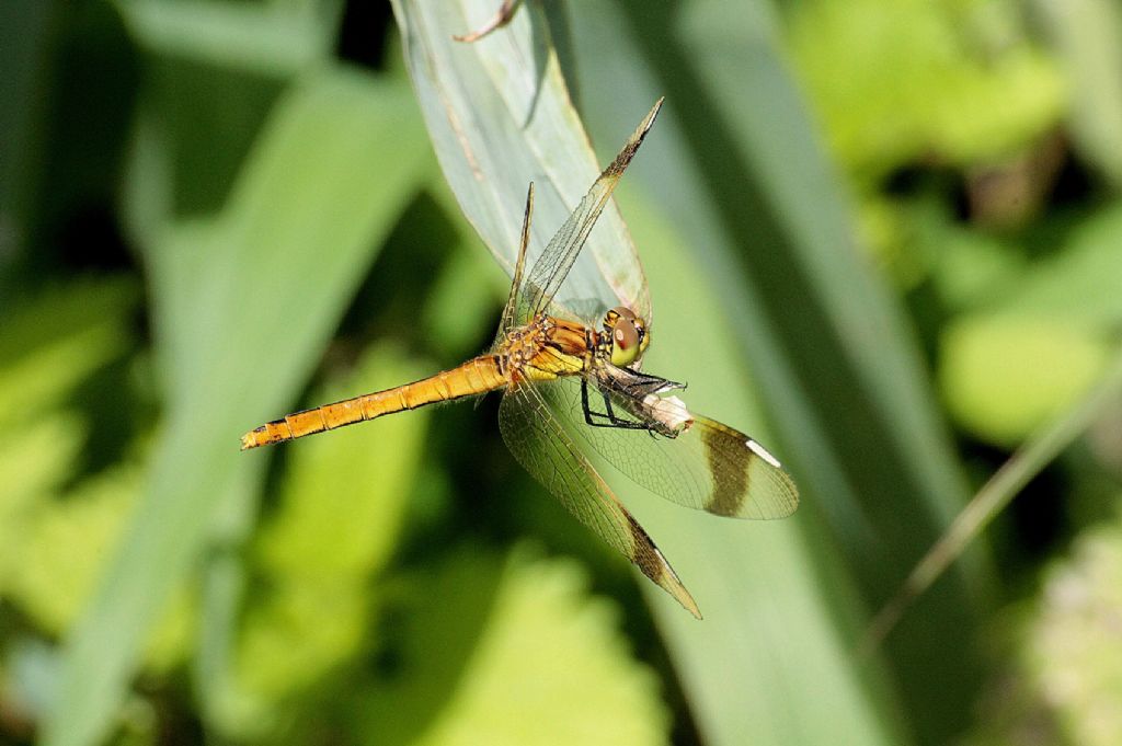 E questa? - Sympetrum pedemontanum